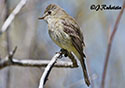 Empidonax oberholseri